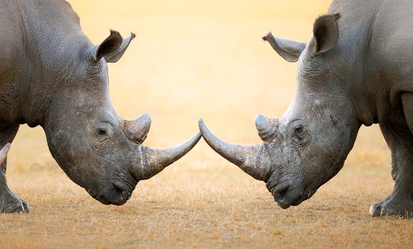 Two rhinoceroses standing face to face