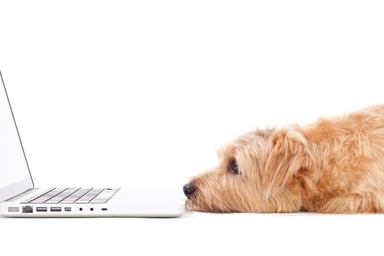 Dog staring at computer