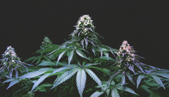 Wide angle view of a flowering marijuana plant set against a dark background.