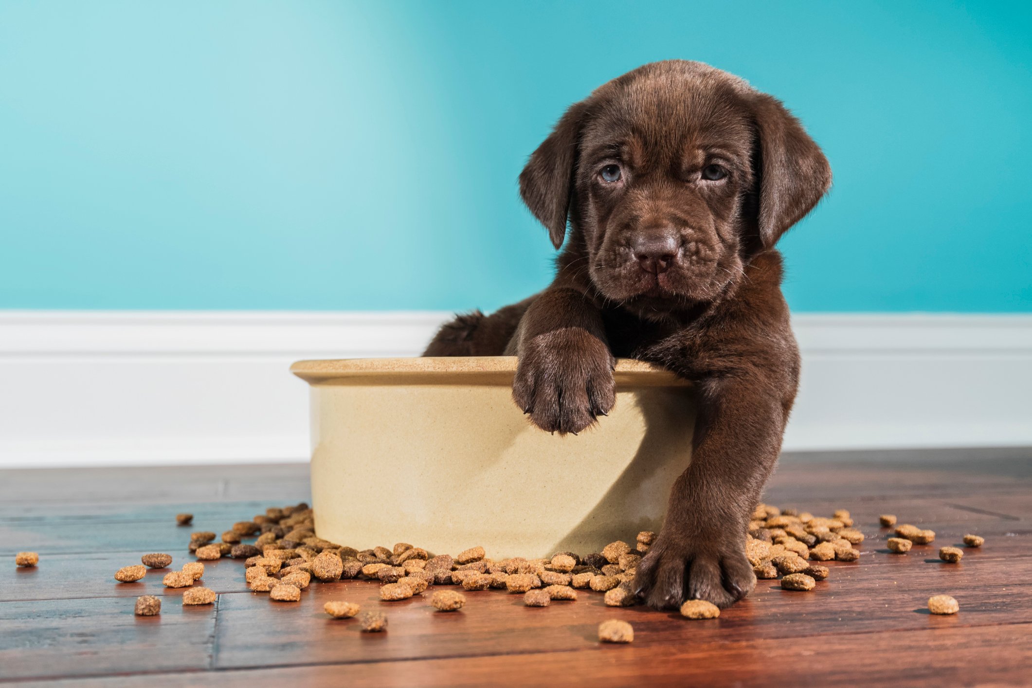 Puppy sitting in bowl of dog food
