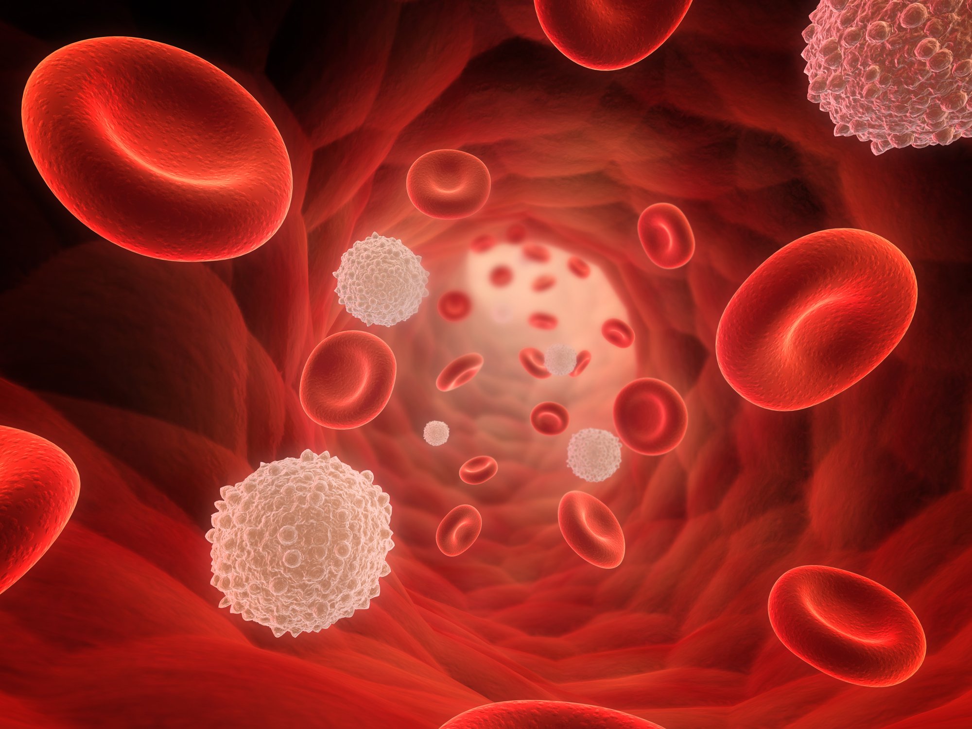 Red and white blood cells.