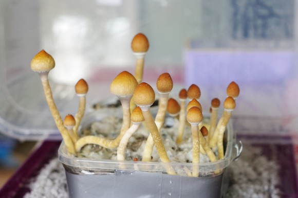 Magic mushrooms growing in a plastic container.