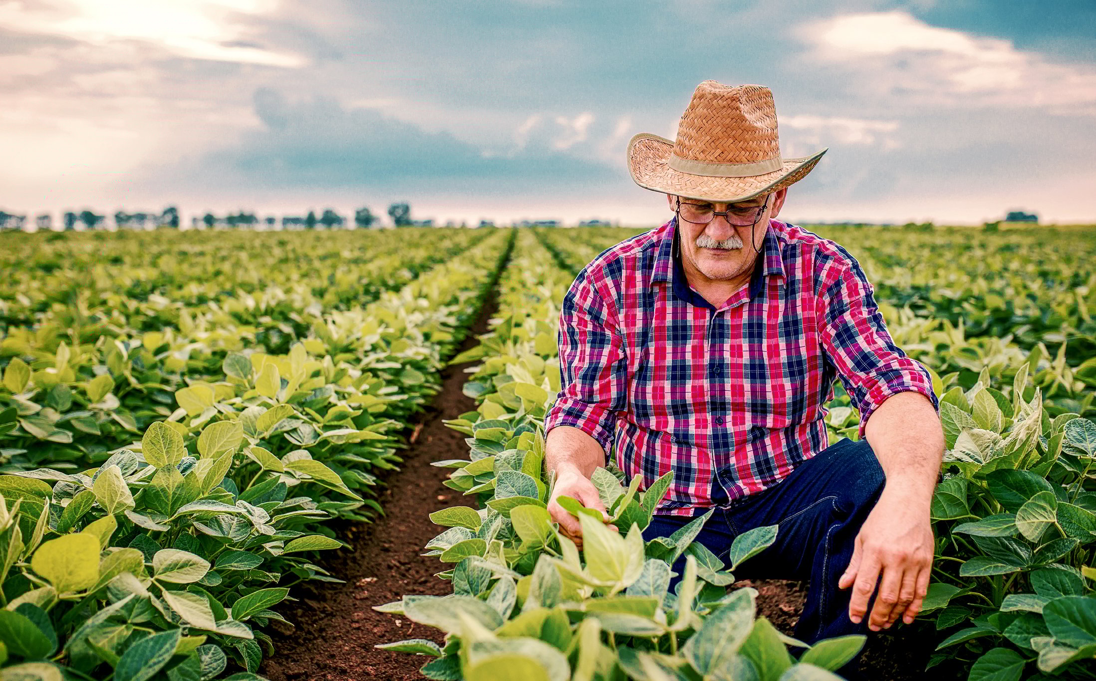 A farmer in a soybean field.