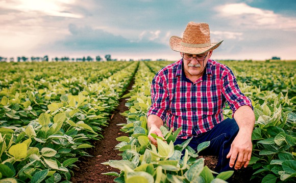 A farmer in a soybean field.