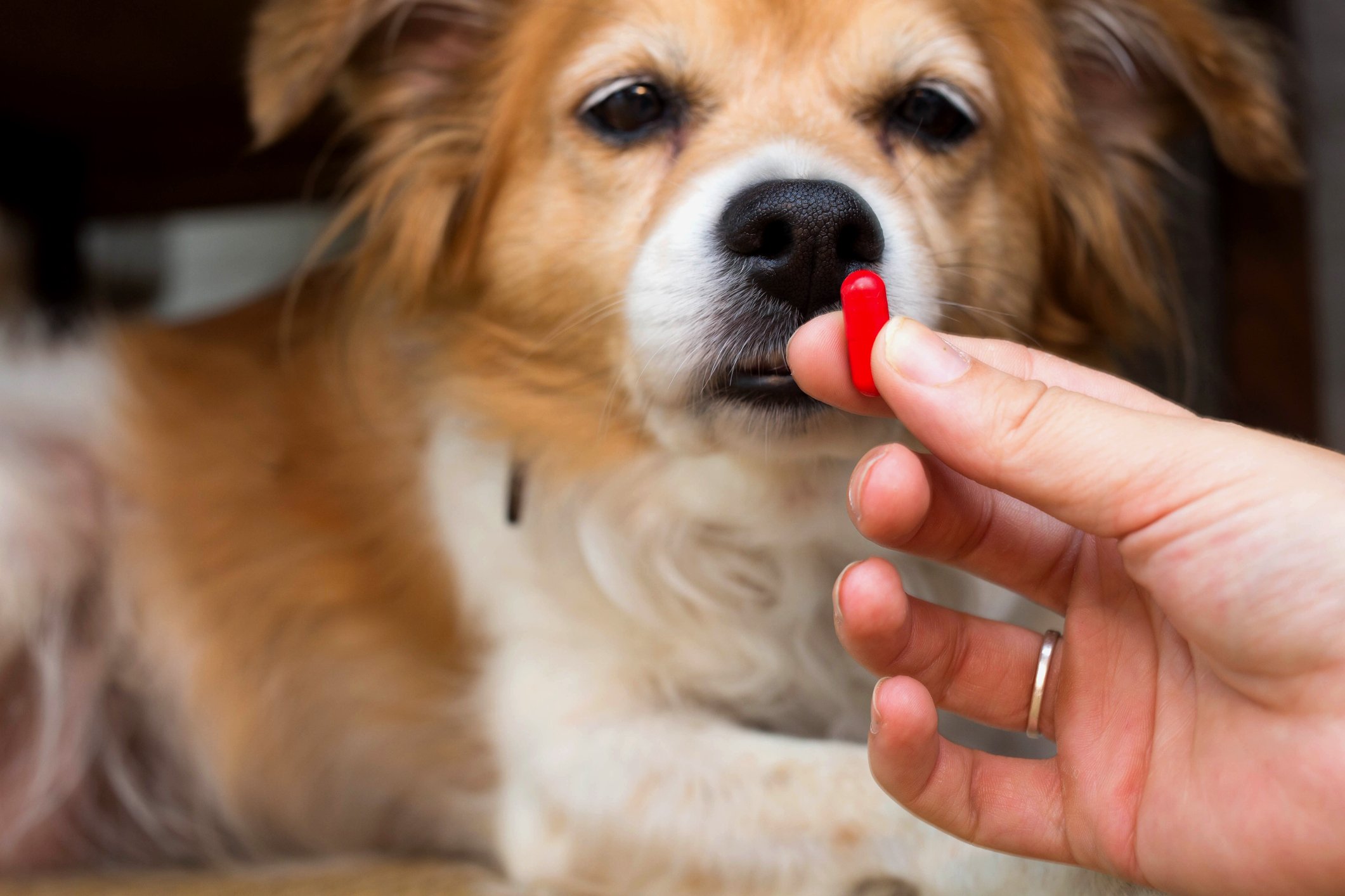 A person holding a red pill in front of a dog.