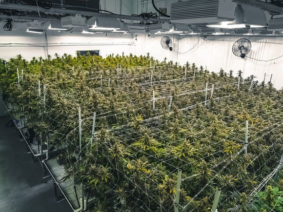 An indoor cannabis growth room filled with cannabis plants.