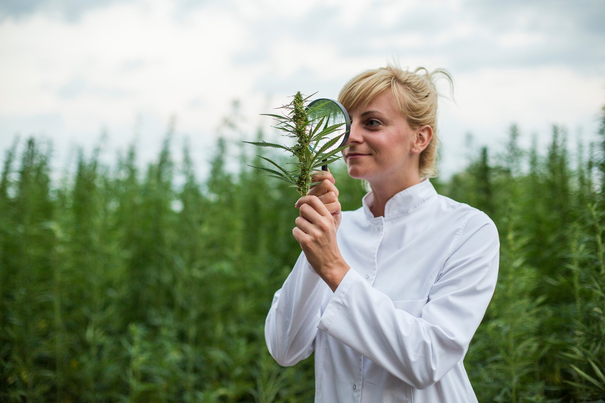 A young woman inspecting a marijuana plant with a magnifying glass.