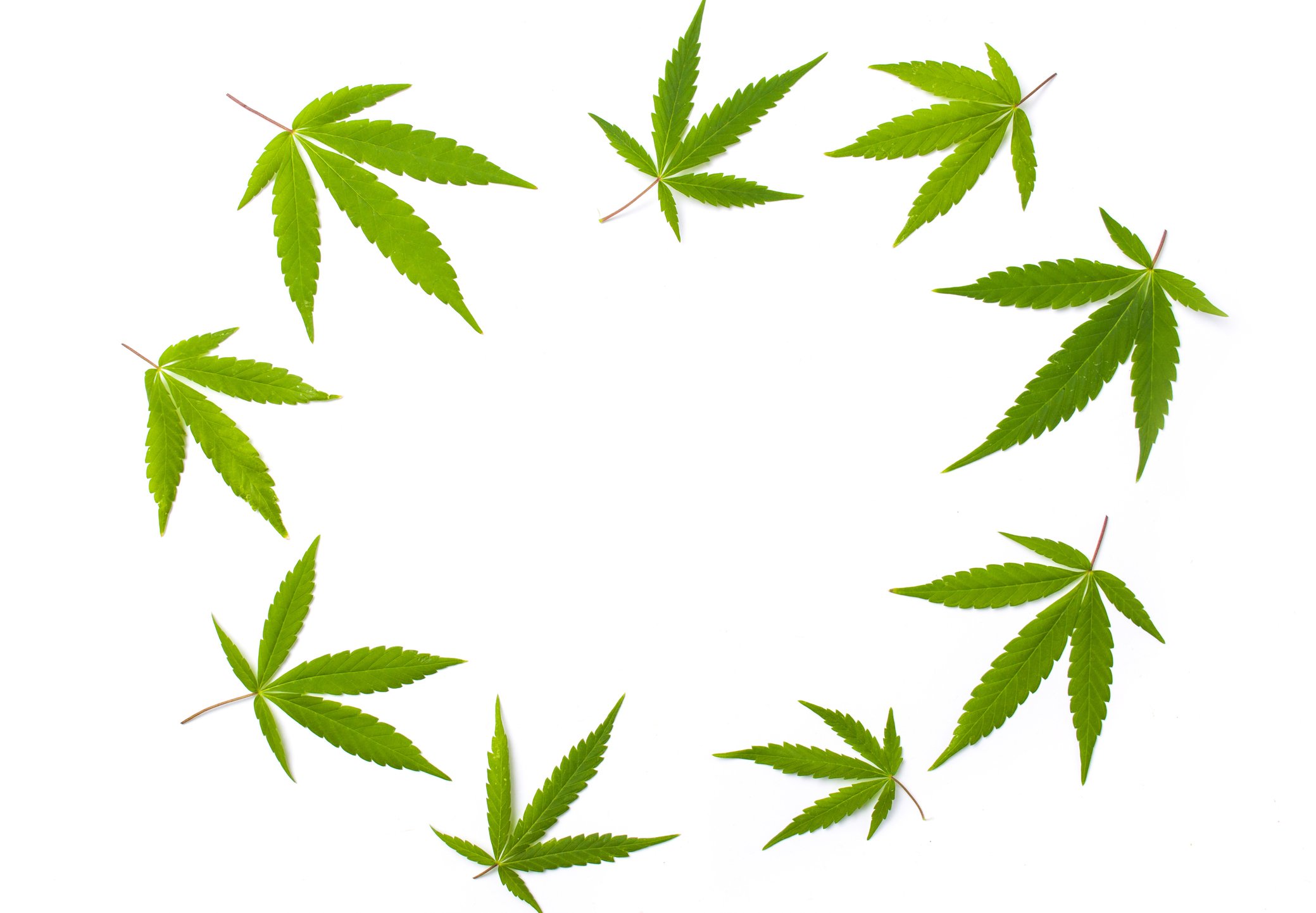 Cannabis leaves in a circle