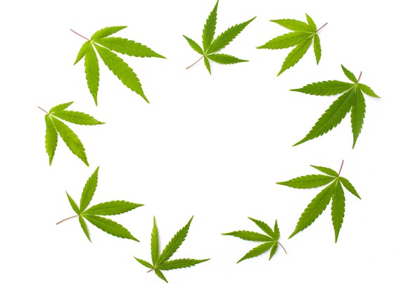 Cannabis leaves in a circle