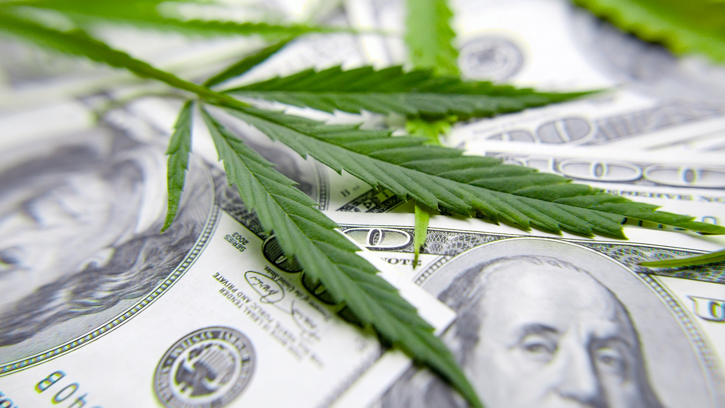 Cannabis leaves on top of $100 bills