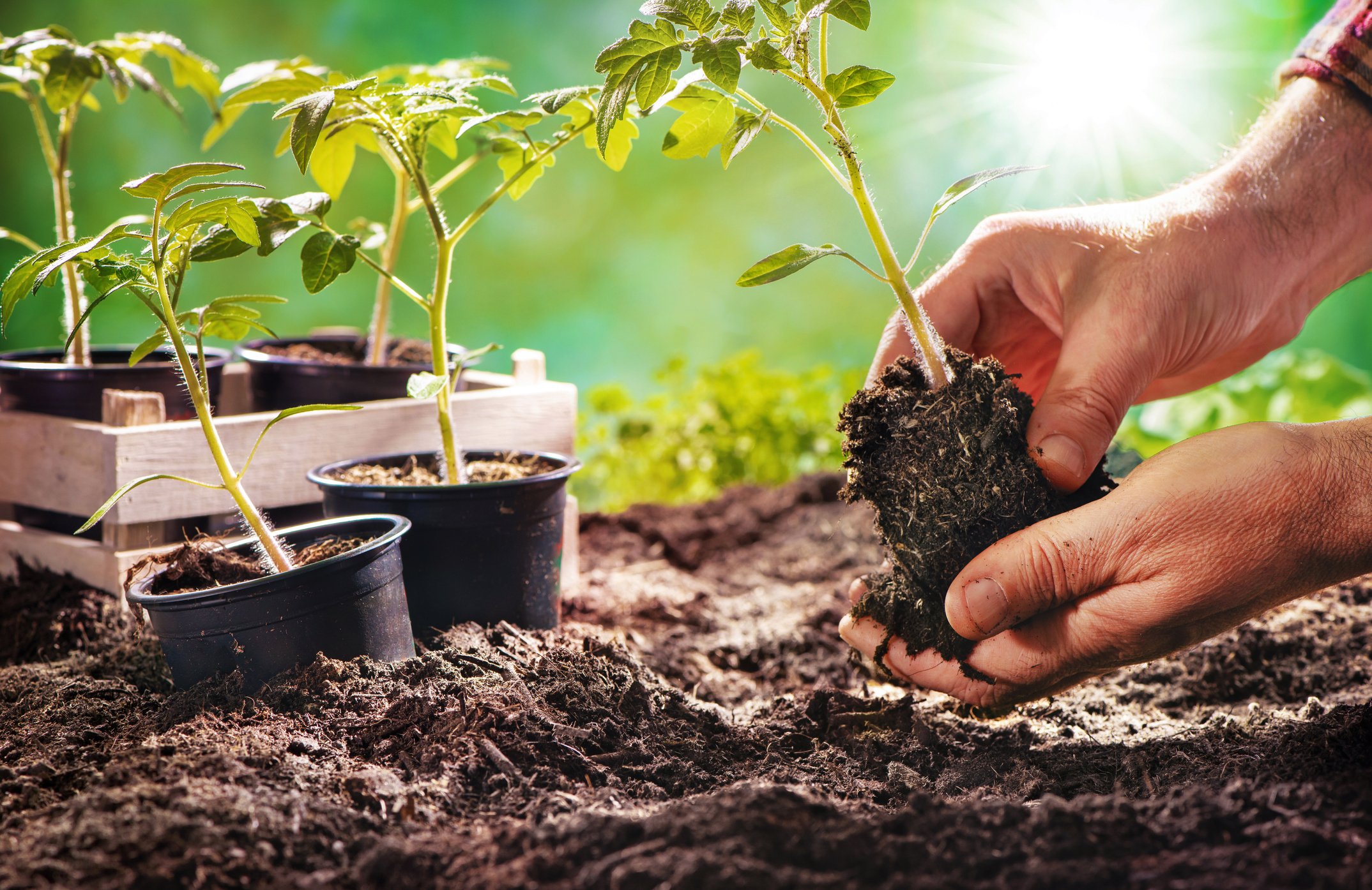 A gardener setting a plant.