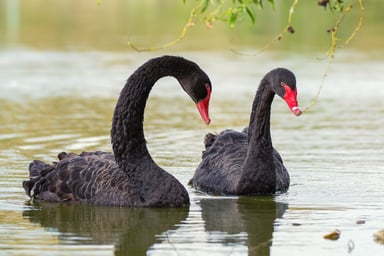 black swans