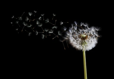 Dandelion winds of change