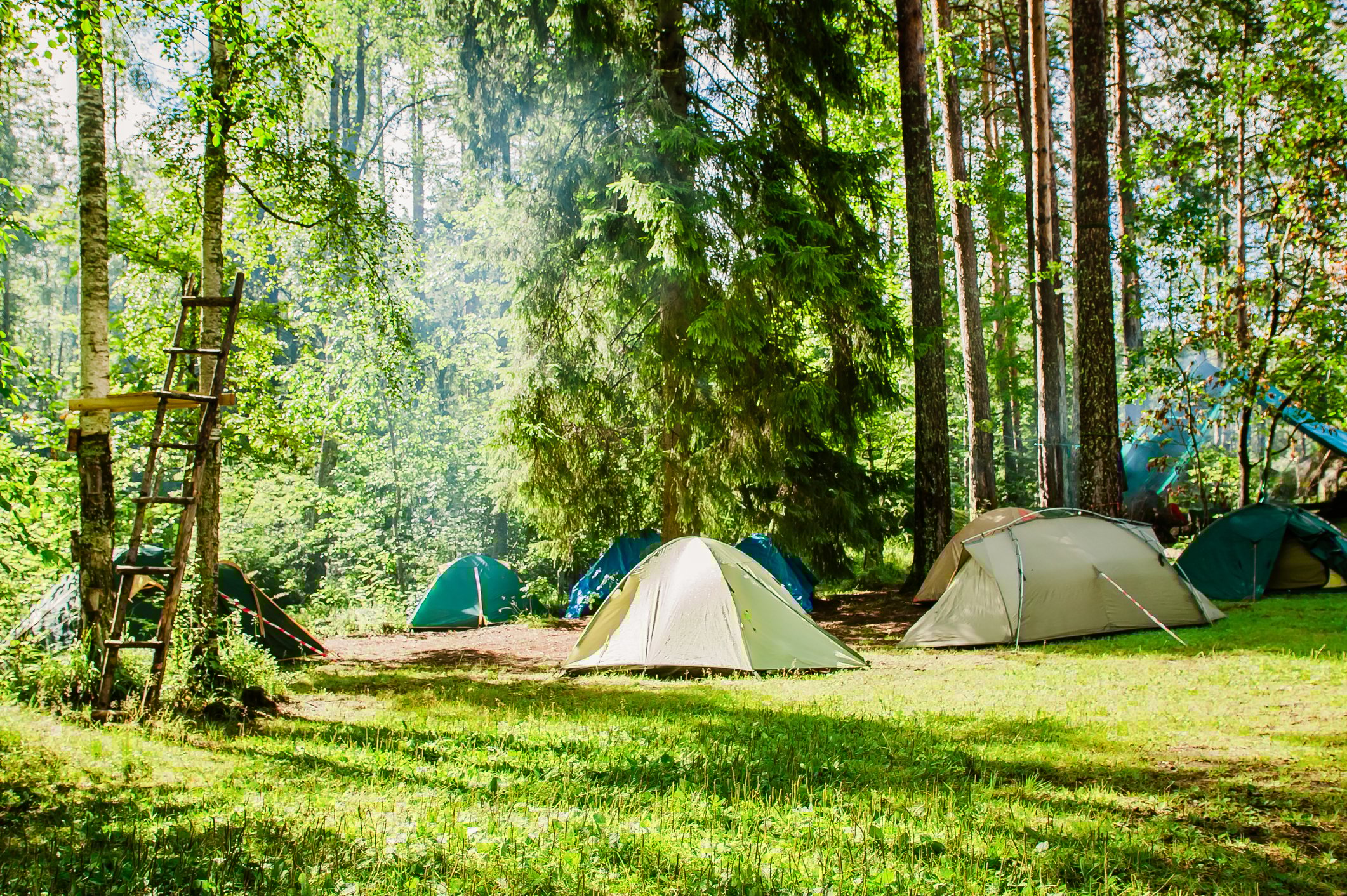 Tents set up in the woods