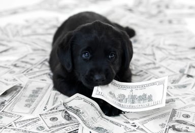 Dog money getty