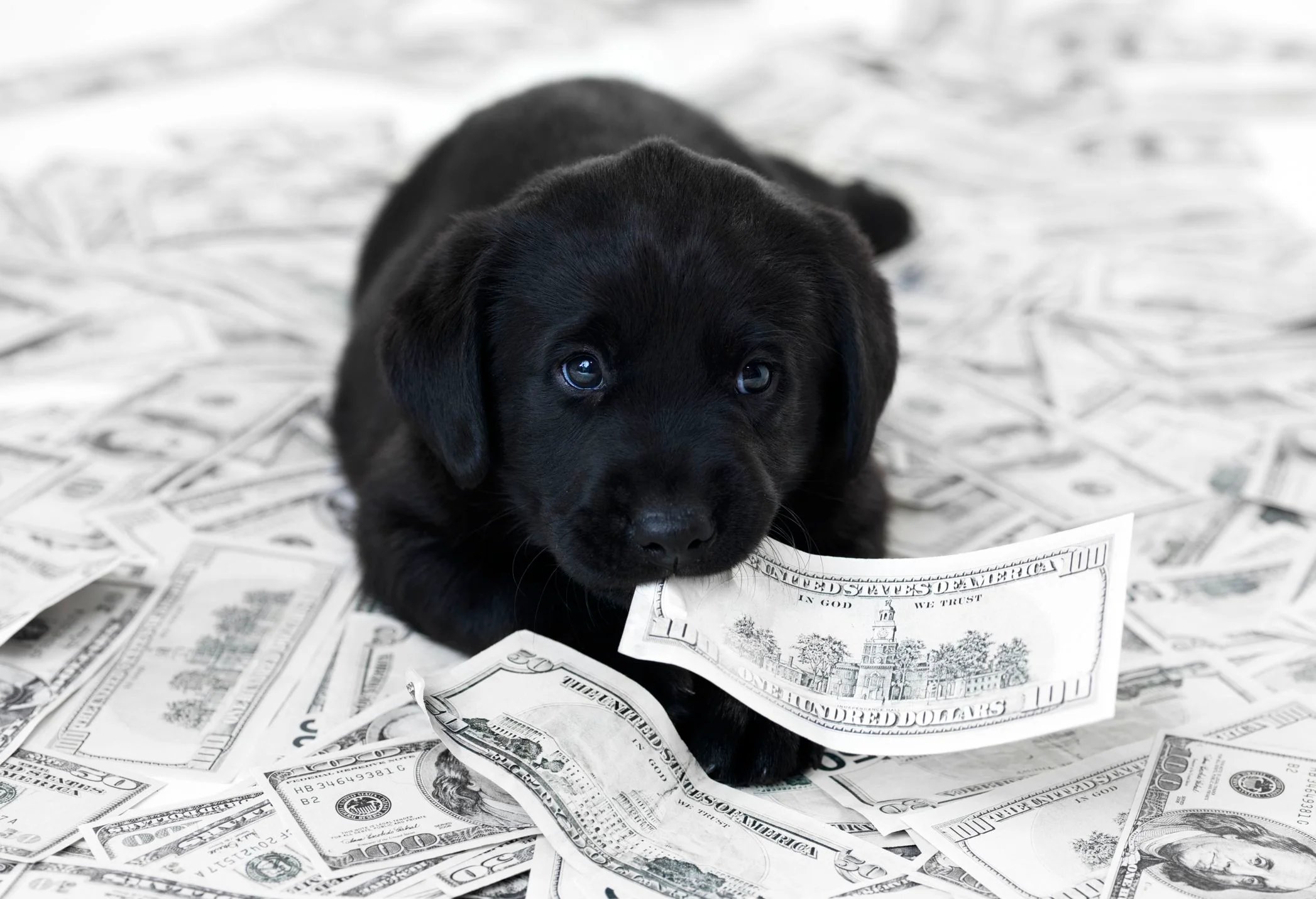 Black dog on a pile of money, with a hundred dollar bill in its mouth.