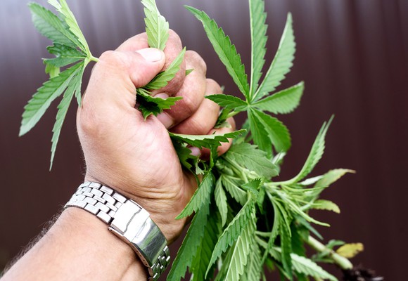 A hand gripping a marijuana plant.