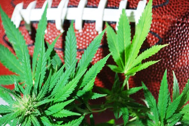 Marijuana leaves in front of a football