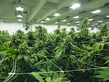 Marijuana in a corporate grow space