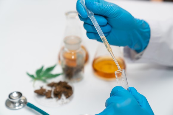 Marijuana worker using a pair of gloves.