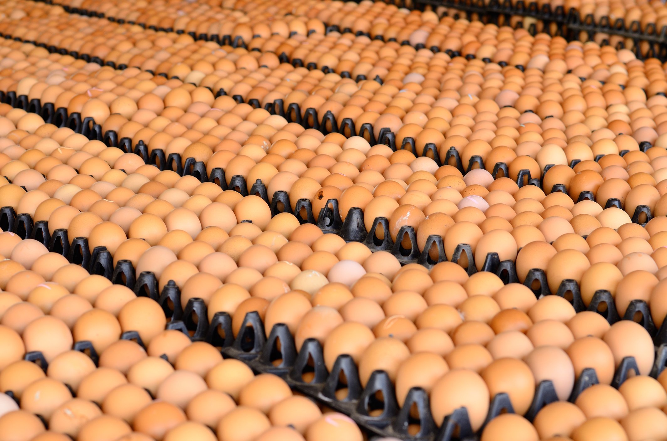 Dozens of eggs in trays
