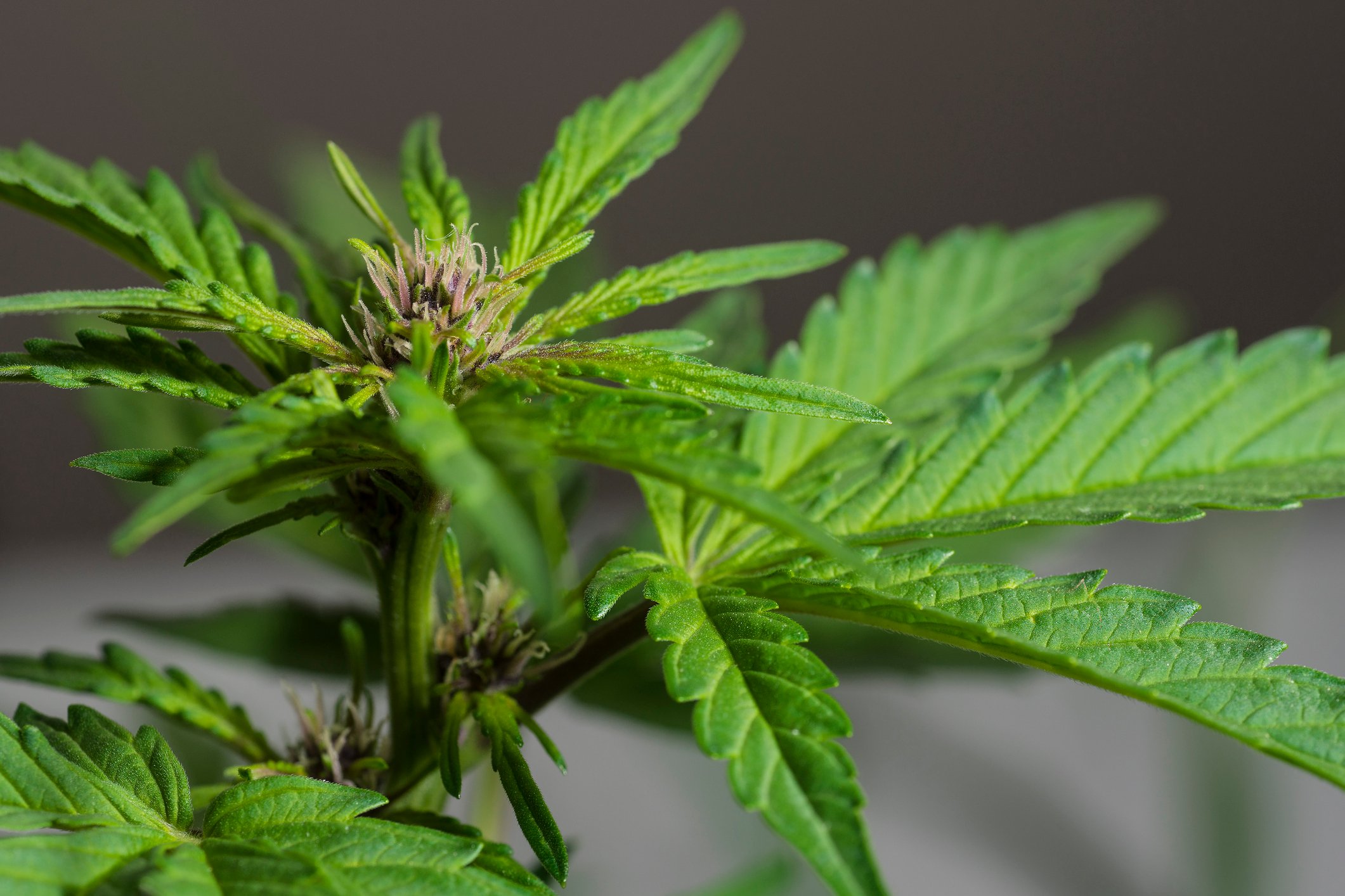 Close-up of a flowering marijuana plant.