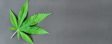 cannabis against a grey background
