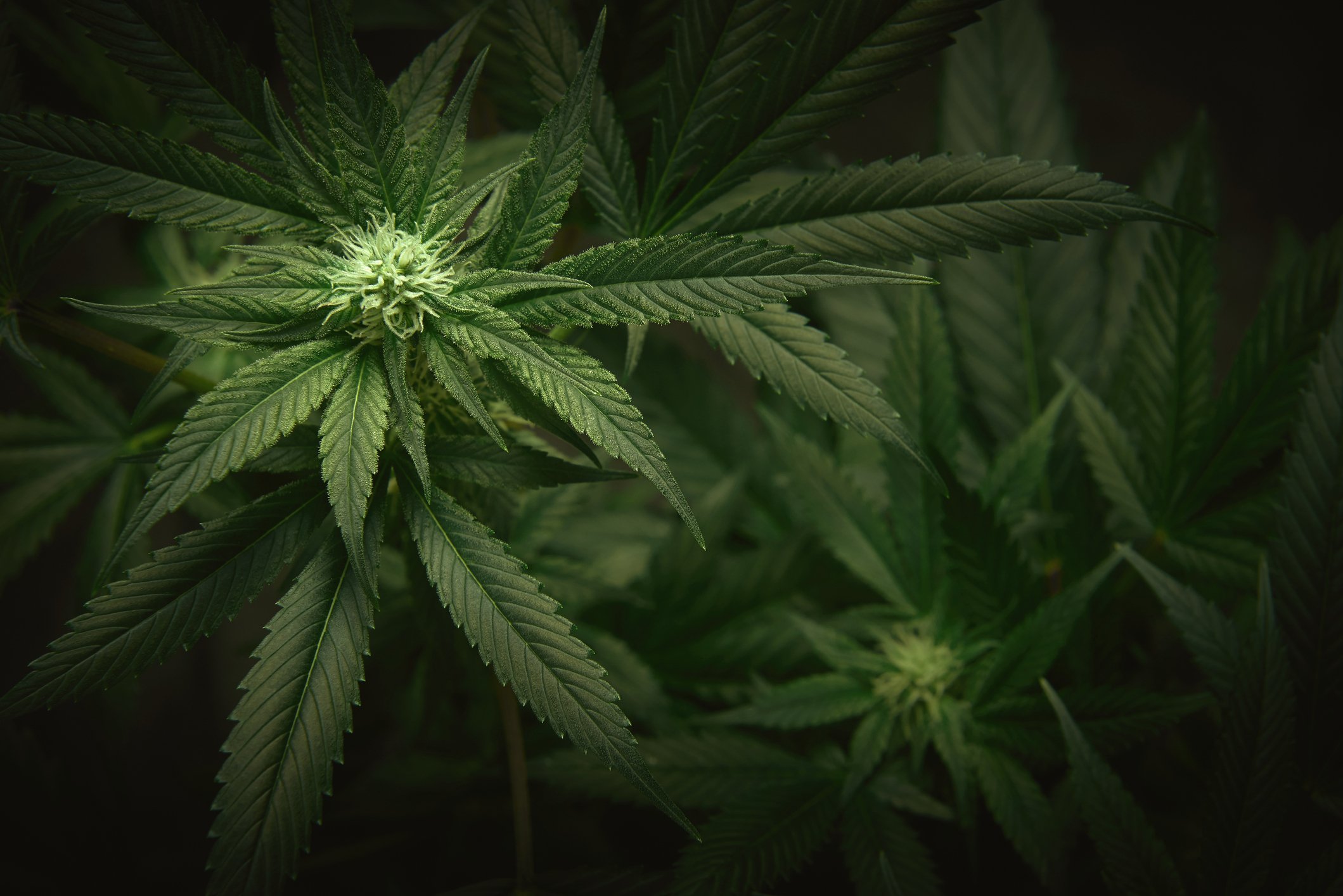 Multiple large marijuana plants.