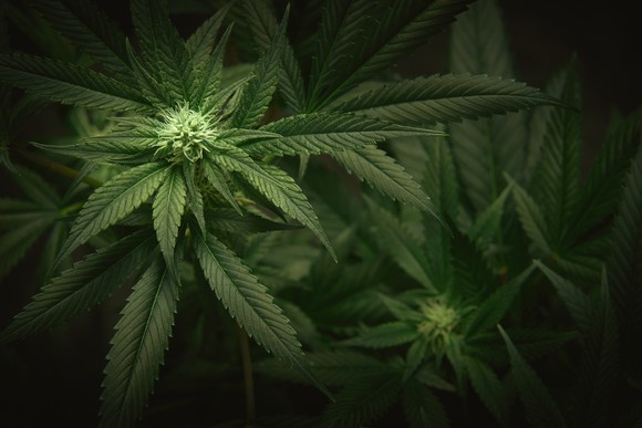 Multiple large marijuana plants.