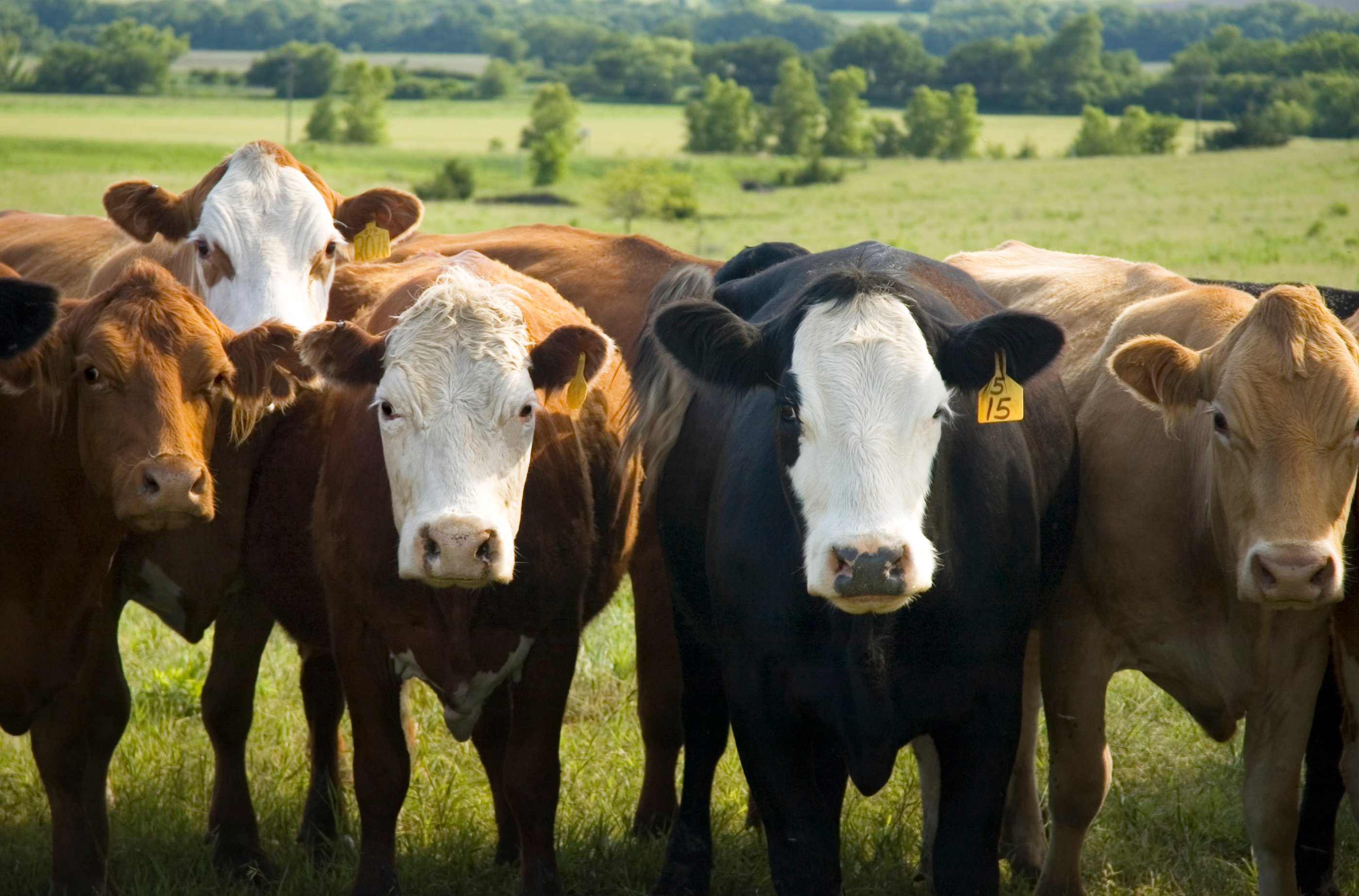 Herd of cows in a field.