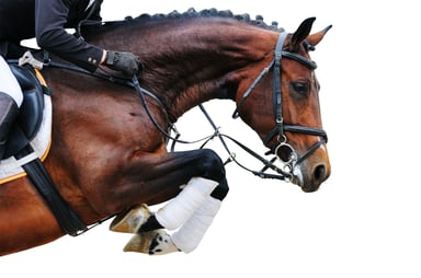 Bay thoroughbred jumping