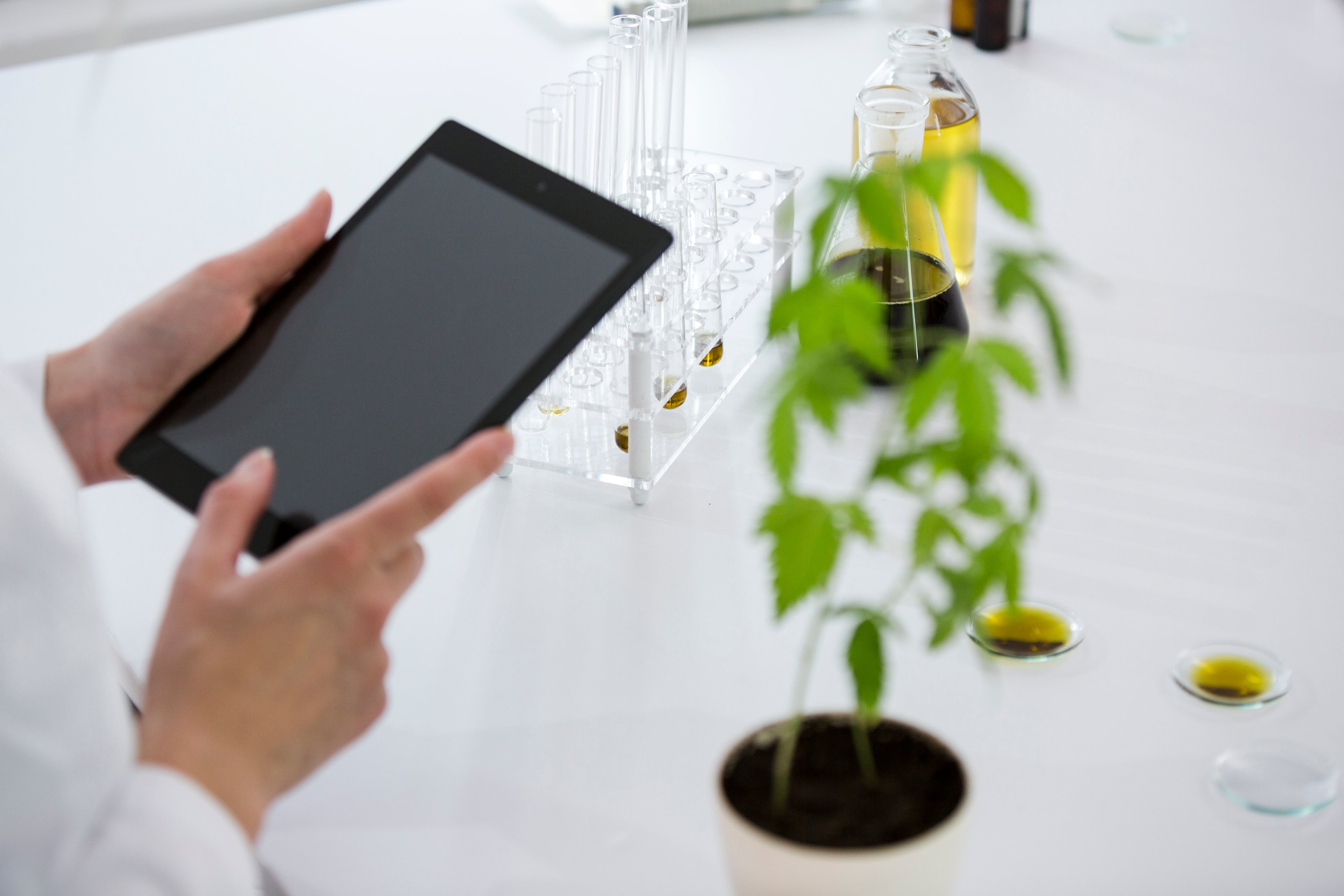 A person holds a tablet in front of a cannabis plant