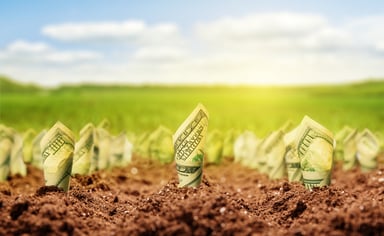 Money growing from soil