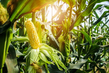 Ripe ear of corn in a cornfield