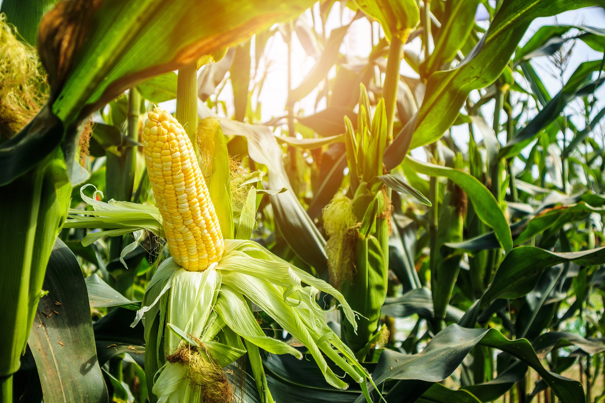 Ripe ear of corn in a cornfield