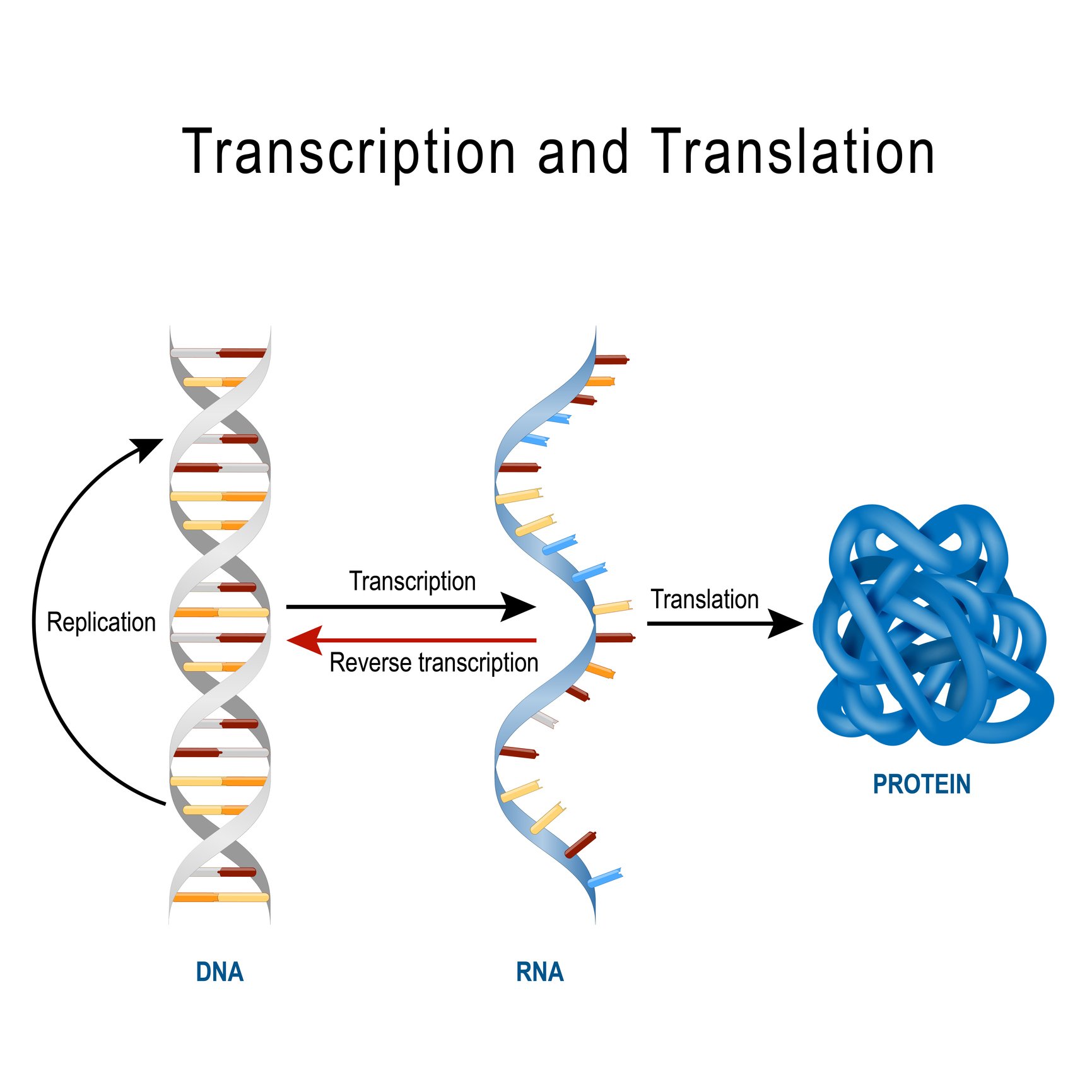 DNA and RNA strands