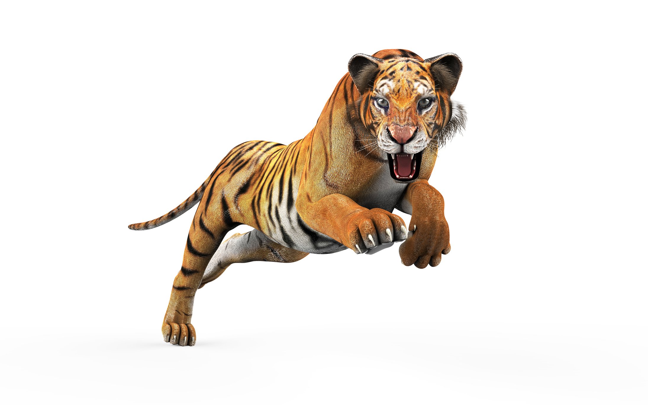 Leaping tiger