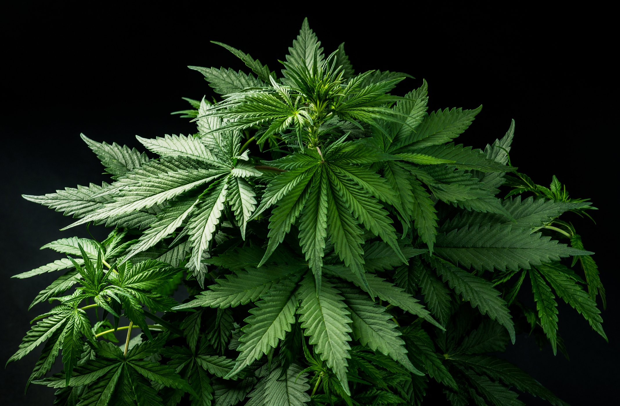 An adult marijuana plant.