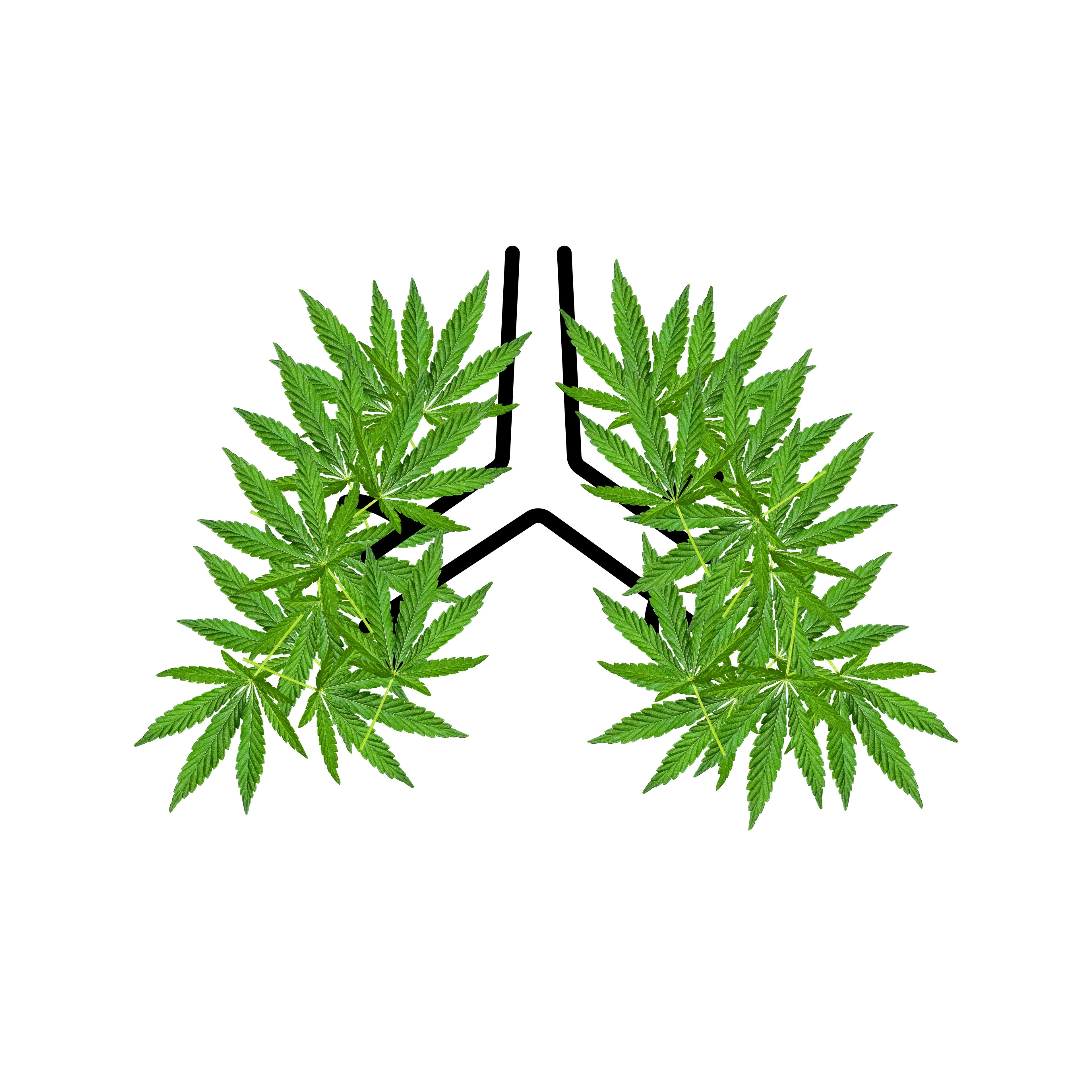 A drawing of lungs where the lungs are marijuana leaves