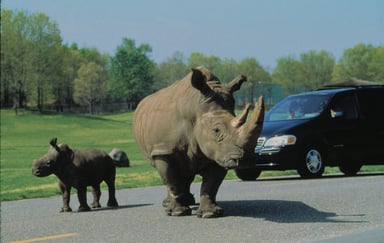 Great Adventure Rhinos