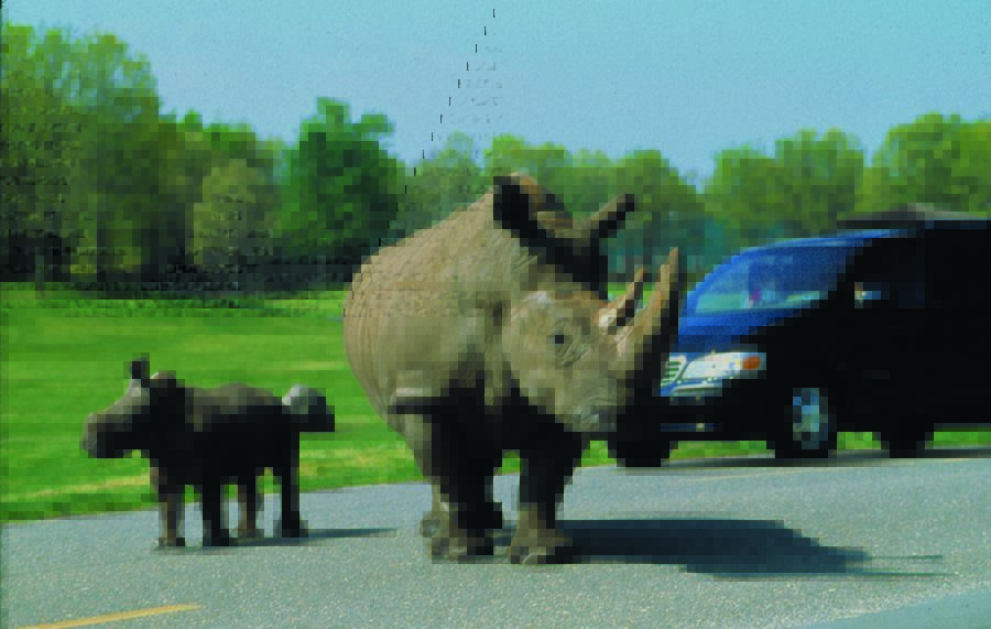 Rhinos at the Great Adventure animal park.