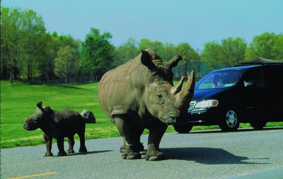 Rhinos at the Great Adventure animal park.
