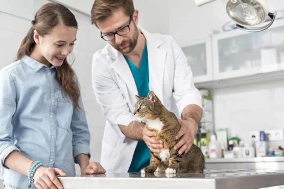 Veterinarian with a cat