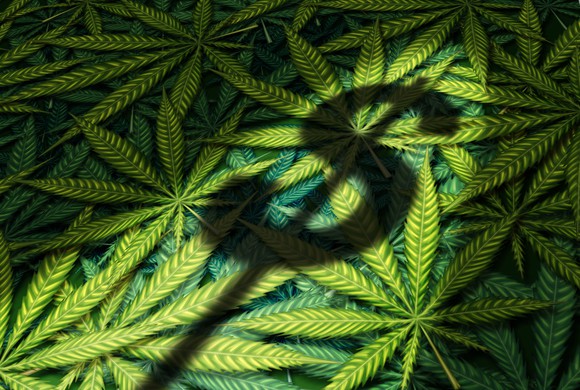 Shadow of dollar sign on a pile of cannabis leaves
