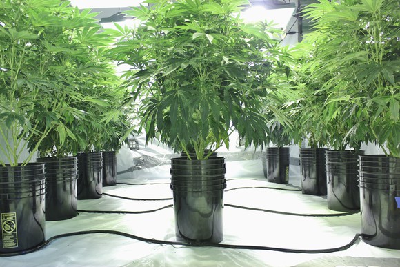 Marijuana growing indoors.