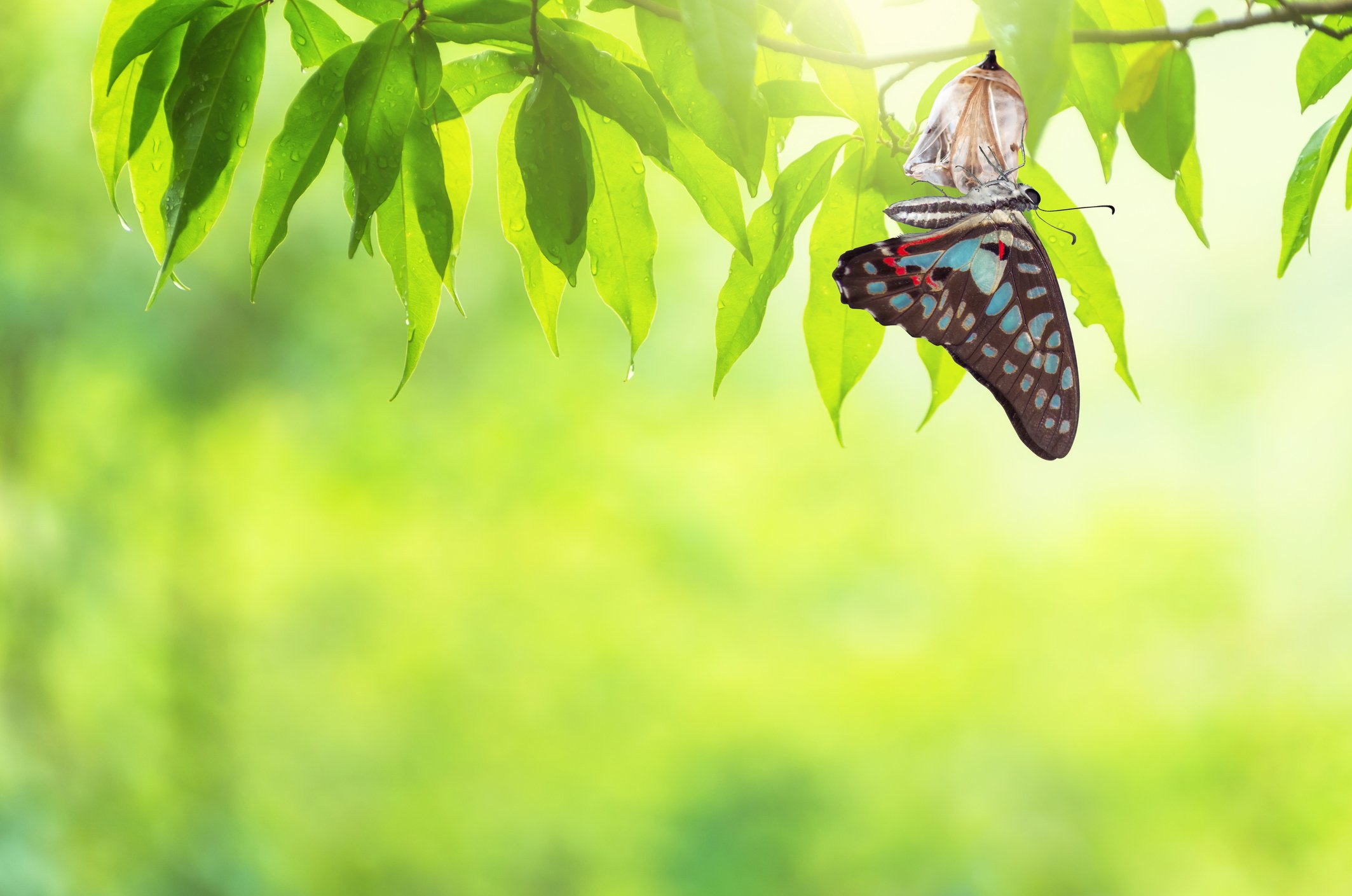 A butterfly emerges from a chrysalis against a sunrise backdrop.