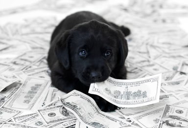 puppy sitting on money cash bills