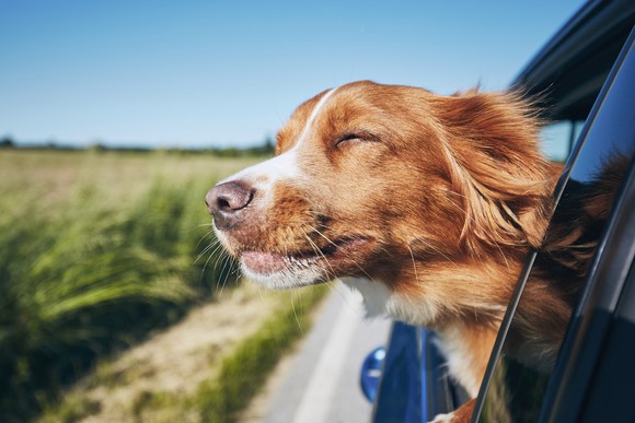 A dog riding in a car with its head out the window.