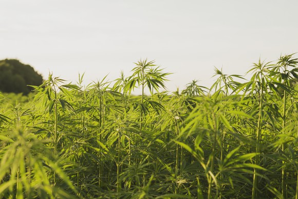 Hemp plants growing in field