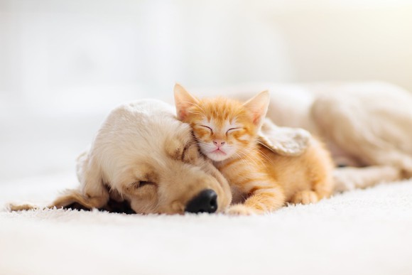 Puppy and kitten sleeping together.